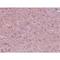 Leucine Zipper Tumor Suppressor Family Member 3 antibody, LS-C108590, Lifespan Biosciences, Immunohistochemistry frozen image 