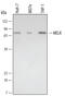 Maternal Embryonic Leucine Zipper Kinase antibody, AF4820, R&D Systems, Western Blot image 