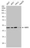 S-Phase Kinase Associated Protein 2 antibody, PA5-78168, Invitrogen Antibodies, Western Blot image 