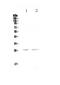 Kallikrein-6 antibody, A01882-2, Boster Biological Technology, Western Blot image 