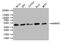 Heterogeneous Nuclear Ribonucleoprotein C (C1/C2) antibody, CSB-RA010605A0HU, Cusabio, Western Blot image 