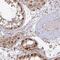 RB Binding Protein 5, Histone Lysine Methyltransferase Complex Subunit antibody, HPA058085, Atlas Antibodies, Immunohistochemistry frozen image 