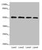 Calcium Binding And Coiled-Coil Domain 2 antibody, LS-C675452, Lifespan Biosciences, Western Blot image 