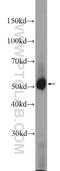 Pyruvate Dehydrogenase Kinase 1 antibody, 10026-1-AP, Proteintech Group, Western Blot image 