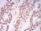 Histone Cluster 4 H4 antibody, NBP2-52486, Novus Biologicals, Immunohistochemistry frozen image 