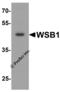 WD Repeat And SOCS Box Containing 1 antibody, 8161, ProSci, Western Blot image 