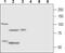 Follicle Stimulating Hormone Receptor antibody, PA5-77397, Invitrogen Antibodies, Western Blot image 