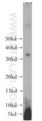 WW Domain Binding Protein 1 antibody, 11042-1-AP, Proteintech Group, Western Blot image 