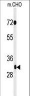 PHD Finger Protein 13 antibody, LS-C163564, Lifespan Biosciences, Western Blot image 