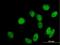 General Transcription Factor IIIC Subunit 2 antibody, H00002976-B01P, Novus Biologicals, Immunocytochemistry image 