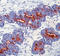 Sialyl Lewis a antibody, LS-C88143, Lifespan Biosciences, Immunohistochemistry frozen image 