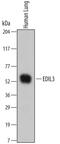 EDIL3 antibody, MAB6046, R&D Systems, Western Blot image 