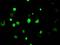 Lysine Demethylase 4C antibody, GTX84280, GeneTex, Immunocytochemistry image 