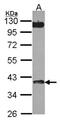 Chitinase Acidic antibody, NBP2-15880, Novus Biologicals, Western Blot image 