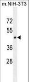 Homeobox And Leucine Zipper Encoding antibody, LS-C164969, Lifespan Biosciences, Western Blot image 