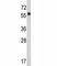 WD Repeat Domain 1 antibody, F48322-0.4ML, NSJ Bioreagents, Western Blot image 