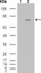 Fibroblast Growth Factor Receptor 4 antibody, MA5-15350, Invitrogen Antibodies, Western Blot image 