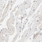 Protein Kinase AMP-Activated Non-Catalytic Subunit Beta 1 antibody, HPA004247, Atlas Antibodies, Immunohistochemistry frozen image 