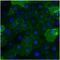 Carcinoembryonic Antigen Related Cell Adhesion Molecule 1 antibody, MA5-14675, Invitrogen Antibodies, Immunofluorescence image 