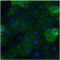 Gp110 antibody, MA5-14675, Invitrogen Antibodies, Immunofluorescence image 