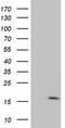 Matrix Gla protein antibody, CF806455, Origene, Western Blot image 