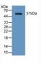 Myosin Heavy Chain 2 antibody, LS-C300613, Lifespan Biosciences, Western Blot image 