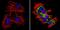 Lin-28 Homolog A antibody, MA1-016-D488, Invitrogen Antibodies, Immunofluorescence image 