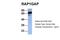 RAP1 GTPase Activating Protein antibody, NBP1-53072, Novus Biologicals, Immunohistochemistry frozen image 