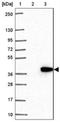 Lin-37 DREAM MuvB Core Complex Component antibody, NBP2-30384, Novus Biologicals, Western Blot image 