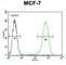 Nudix Hydrolase 8 antibody, abx025783, Abbexa, Western Blot image 