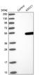 Activating Signal Cointegrator 1 Complex Subunit 1 antibody, NBP1-88855, Novus Biologicals, Western Blot image 