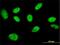 General Transcription Factor IIi antibody, H00002969-M01, Novus Biologicals, Immunofluorescence image 
