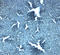 Solute Carrier Family 38 Member 4 antibody, 8343, ProSci, Immunohistochemistry frozen image 