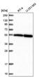 alpha-Tubulin antibody, PA5-58711, Invitrogen Antibodies, Western Blot image 