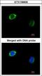 RAB2B, Member RAS Oncogene Family antibody, GTX108606, GeneTex, Immunofluorescence image 