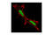 SWI/SNF Related, Matrix Associated, Actin Dependent Regulator Of Chromatin, Subfamily A, Member 4 antibody, 3508S, Cell Signaling Technology, Immunocytochemistry image 
