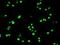 POU Class 5 Homeobox 1 antibody, NBP1-47923, Novus Biologicals, Immunofluorescence image 