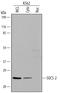 Suppressor Of Cytokine Signaling 2 antibody, MAB4979, R&D Systems, Western Blot image 