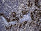 GTP Cyclohydrolase 1 antibody, LS-C795351, Lifespan Biosciences, Immunohistochemistry paraffin image 