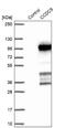 Coiled-Coil Domain Containing 9 antibody, NBP1-91765, Novus Biologicals, Western Blot image 
