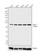 TIMP Metallopeptidase Inhibitor 1 antibody, MA1-773, Invitrogen Antibodies, Western Blot image 