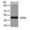 Jun Proto-Oncogene, AP-1 Transcription Factor Subunit antibody, orb14418, Biorbyt, Western Blot image 