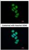 Survival Motor Neuron Domain Containing 1 antibody, NBP2-20424, Novus Biologicals, Immunofluorescence image 