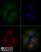 ATP Binding Cassette Subfamily A Member 1 antibody, NBP2-54792, Novus Biologicals, Immunocytochemistry image 
