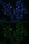 G Protein Nucleolar 3 antibody, GTX54163, GeneTex, Immunocytochemistry image 