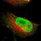 Nuclear Factor Related To KappaB Binding Protein antibody, NBP1-85096, Novus Biologicals, Immunofluorescence image 