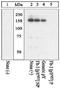 Fms Related Tyrosine Kinase 3 antibody, 44-1130G, Invitrogen Antibodies, Western Blot image 