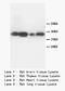 TNF Alpha Induced Protein 1 antibody, orb18159, Biorbyt, Western Blot image 