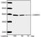 Calcium/Calmodulin Dependent Protein Kinase IV antibody, LS-C203290, Lifespan Biosciences, Western Blot image 