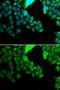 BCL2 Like 14 antibody, GTX30086, GeneTex, Immunofluorescence image 